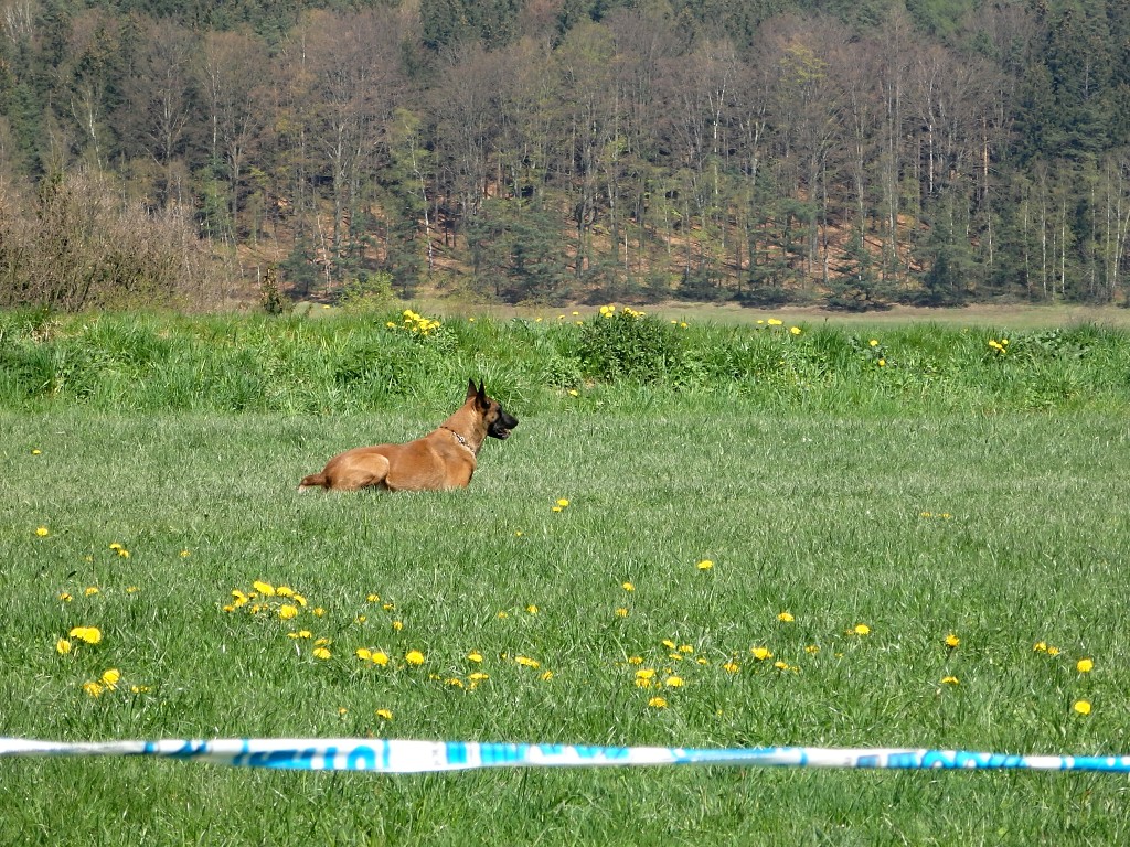 P4303000
