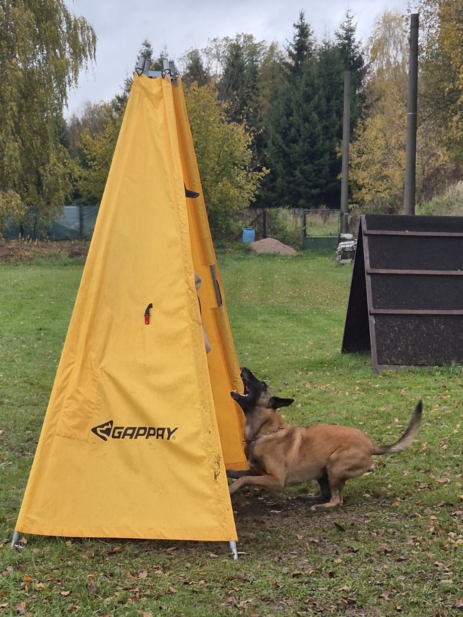 6d442c1b-c8e0-4ffb-a35f-fcab15d4687a